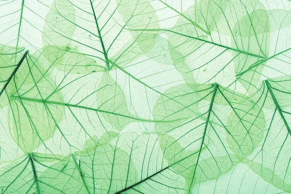 Background of green textured leaves