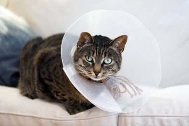 Cat with sore eye in elizabethan collar
