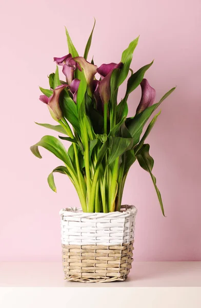 아름다운 자줏빛 수련을 곁들인 꽃차례 — 스톡 사진