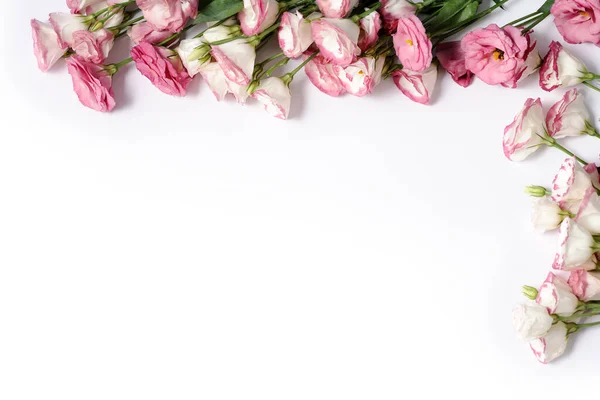 Ram Vackra Blommor Vit Bakgrund — Stockfoto