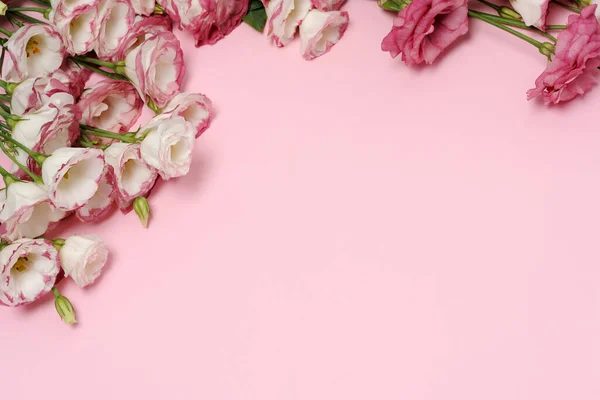 Marco Hermosas Flores Sobre Fondo Rosa —  Fotos de Stock