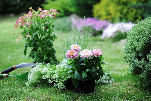 Pots Flowers Ready Planting Garden — Stock Photo, Image