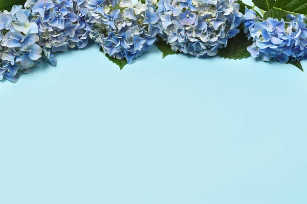 Border Blue Hydrangea Flowers Close — Stock Photo, Image