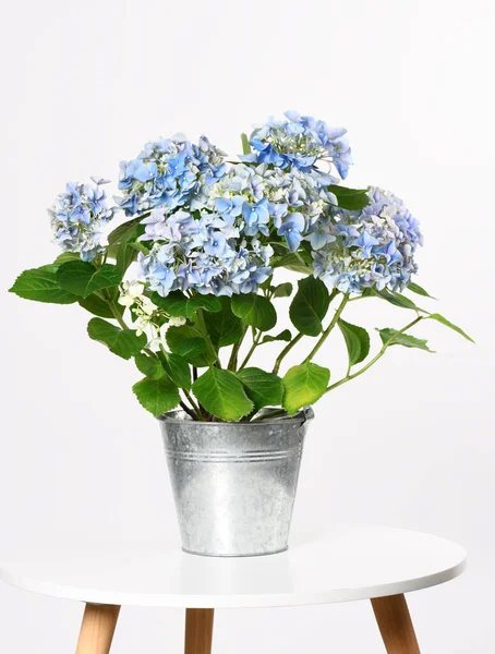 Vödör Kék Hortenziával Fehér Alapon — Stock Fotó