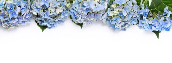 Περίγραμμα Από Μπλε Λουλούδια Ορτανσία Κοντά — Φωτογραφία Αρχείου