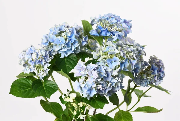 Красиві Сині Квіти Гортензії Білому — стокове фото