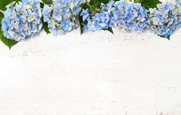Fronteira Flores Hortênsia Azul Fechar — Fotografia de Stock