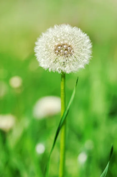 Dandelion Close Green Background — Stock Photo, Image