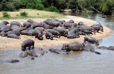 Bir grup su aygırı su kenarında dinleniyor. Serengeti Ulusal Parkı, Tanzanya