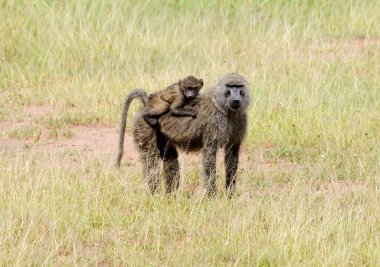 Anne babun ve yavrusu. Serengeti Ulusal Parkı, Tanzanya