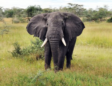 Savanadaki Afrika fili. Serengeti Ulusal Parkı, Tanzanya
