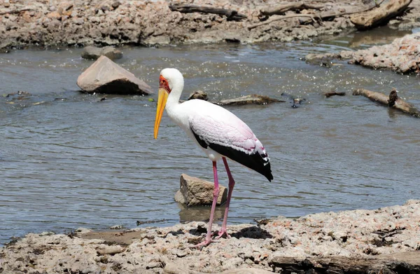 Stock image Yellow billed stork in the Serengeti National Park, Tanzania