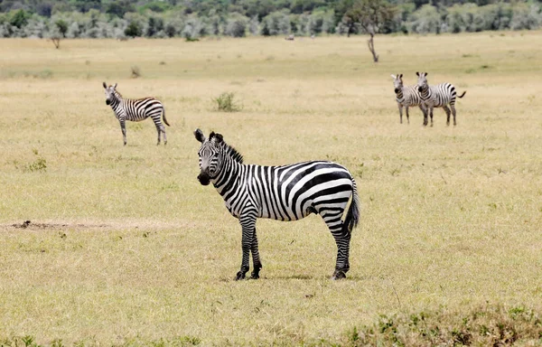 Grupa Zebr Afrykańskiej Sawannie Park Narodowy Serengeti Tanzania — Zdjęcie stockowe