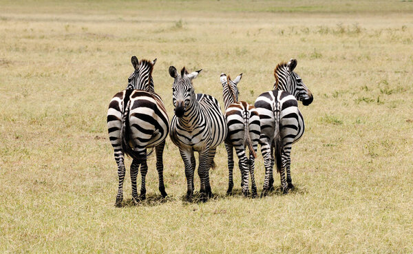 Group of zebras in the African savannah. Serengeti National Park, Tanzania
