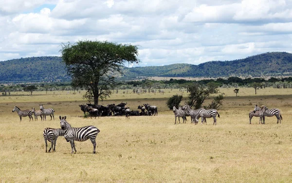 Ñandú Las Cebras Parque Nacional Del Serengeti Tanzania —  Fotos de Stock