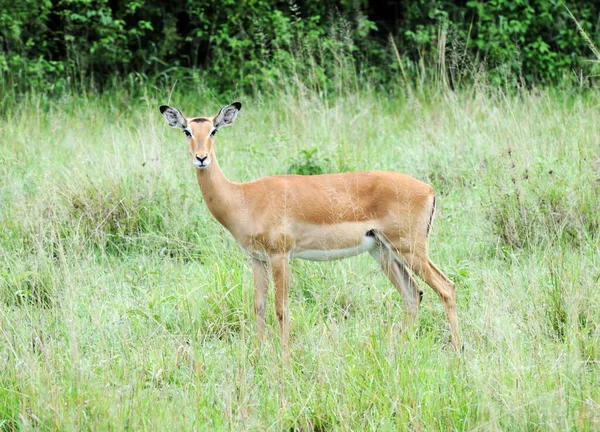 Impala Auf Der Wiese Serengeti Nationalpark — Stockfoto