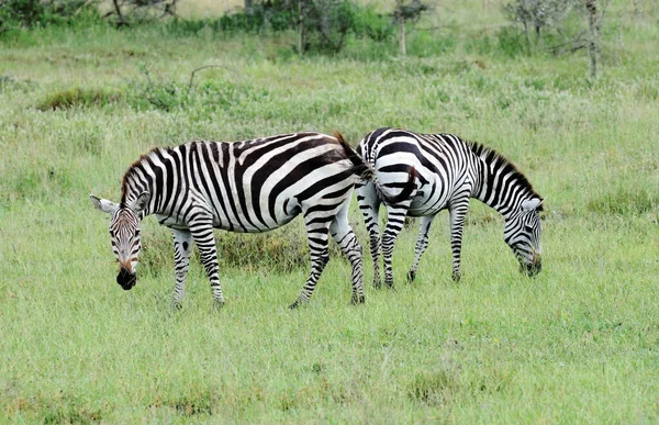 Duas Zebras Parque Nacional Serengeti Tanzânia — Fotografia de Stock