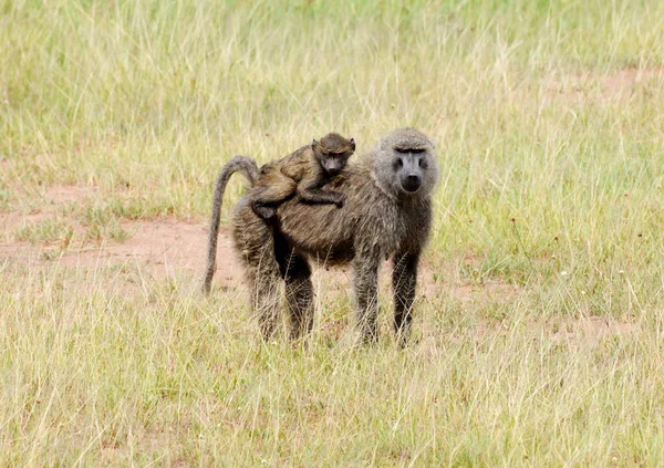 Matka Pawiana Swoim Małym Park Narodowy Serengeti Tanzania — Zdjęcie stockowe