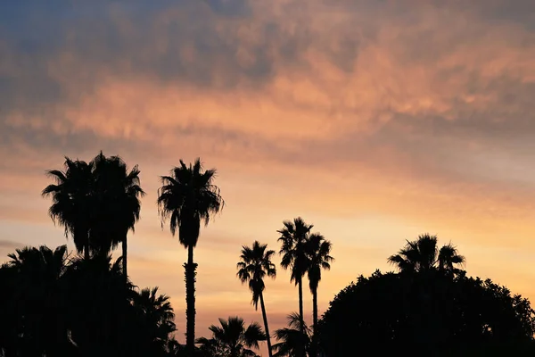 Piękny Zachód Słońca Sylwetkami Palm Drzew — Zdjęcie stockowe