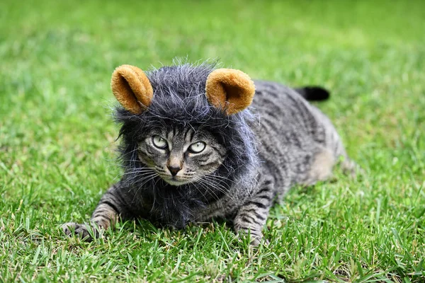 庭でライオンのようにマスクされた猫 — ストック写真