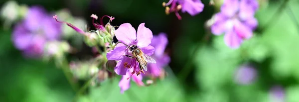 蜜蜂停在一朵粉红的花朵上 — 图库照片