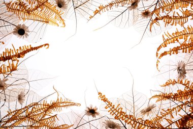 Kurumuş şeffaf yapraklar, papatyalar ve eğreltiotu dallarından oluşan bir bileşim.