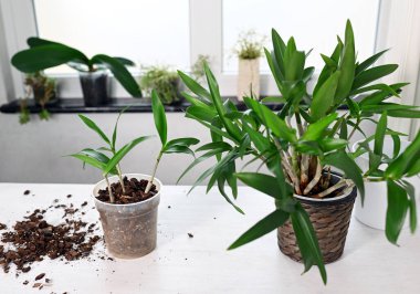 Evdeki küçük orkideyi yeniden düzenlemek