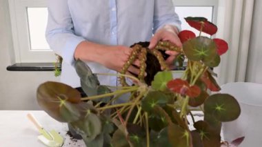 Bir kadın evdeki saksıyı değiştiriyor.