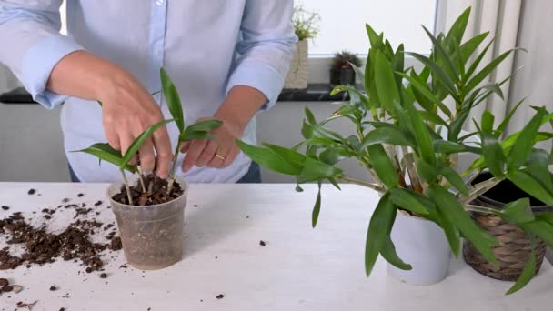 Женщина Пересаживает Маленькую Орхидею — стоковое видео