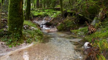 Ormandaki küçük nehir