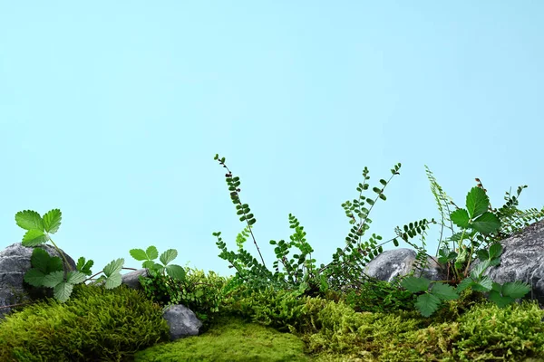 Mavi Arka Planda Taşların Yosunların Bitkilerin Doğa Arkaplanı - Stok İmaj