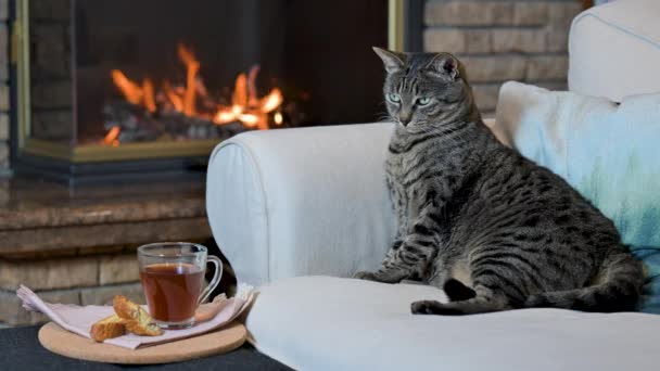 灰猫躺在壁炉旁边的沙发上 — 图库视频影像