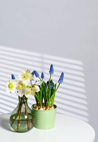窓からの反射で美しい春の花 — ストック写真