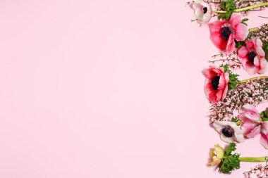 Pembe üzerine güzel şakayık çiçekleri.