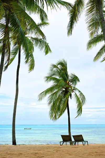 Piękna Plaża Palmowa Zanzibarze Tanzania Zdjęcie Stockowe