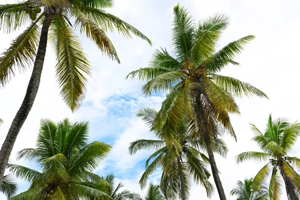 Tło Pięknych Palm Kokosowych Obraz Stockowy