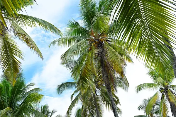 Achtergrond Van Prachtige Kokospalmen Rechtenvrije Stockafbeeldingen