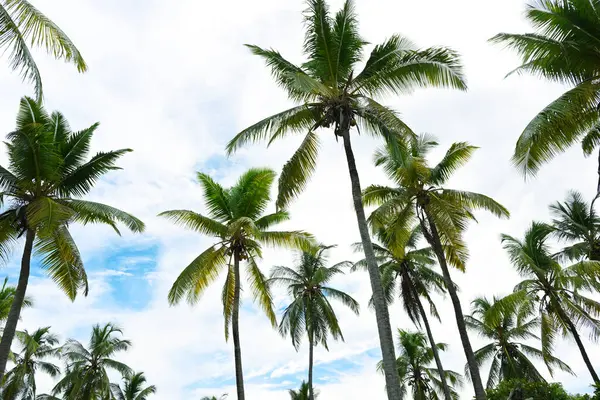Hintergrund Der Schönen Kokospalmen Stockfoto