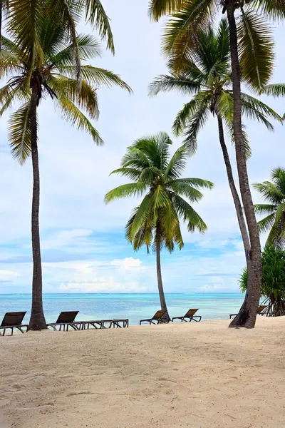 Krásná Palmová Pláž Zanzibaru Tanzanie Stock Snímky