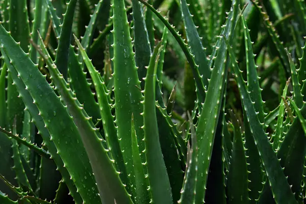 Háttér Aloe Vera Növények Bezárása Stock Fotó