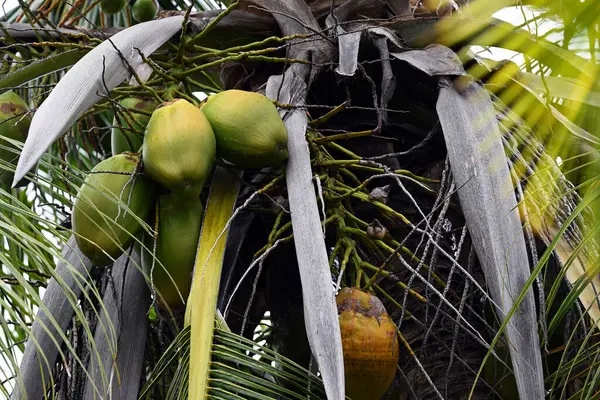 Cocos Verdes Creciendo Parte Superior Una Palmera Fotos de stock