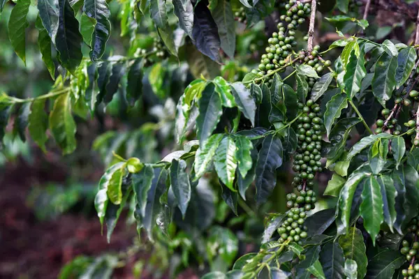 Kaffeträd Med Omogna Gröna Frukter Stockbild