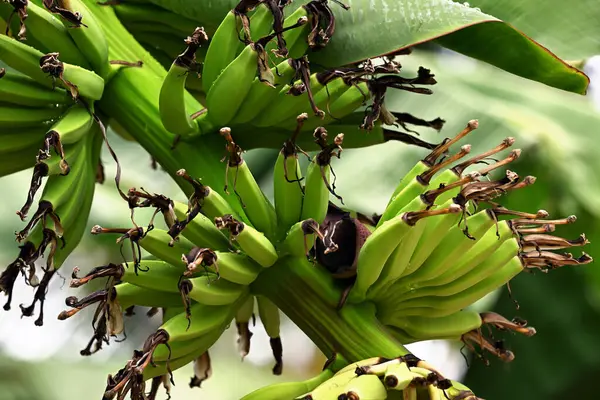Växt Med Omogna Bananer Närbild Stockfoto