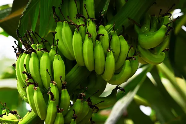 Planta Con Plátanos Inmaduros Cerca Imagen De Stock