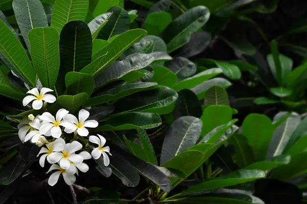 Háttér Fehér Plumeria Virágok Virágzik Egy Közeli Jogdíjmentes Stock Képek