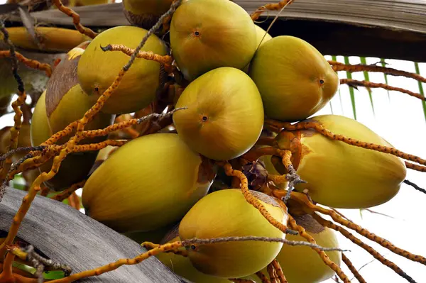 生长在棕榈树顶上的黄色椰子 图库图片