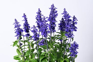 Blossom adaçayı (Farina mavisi) beyaz üzerine