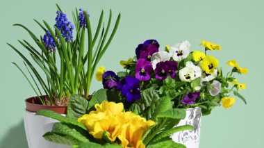 Bahar çiçekli tencereler, muhallebi çocukları, muscari ve çuha çiçeği. Yavaşça döndür