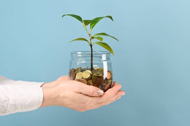 Kadın eli bozuk paralarla dolu kavanozu tutuyor ve mavi arka planda bitki yetiştiriyor.