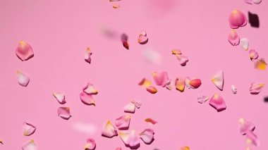 Düşen pembe gül yaprakları, yavaş çekim konsepti